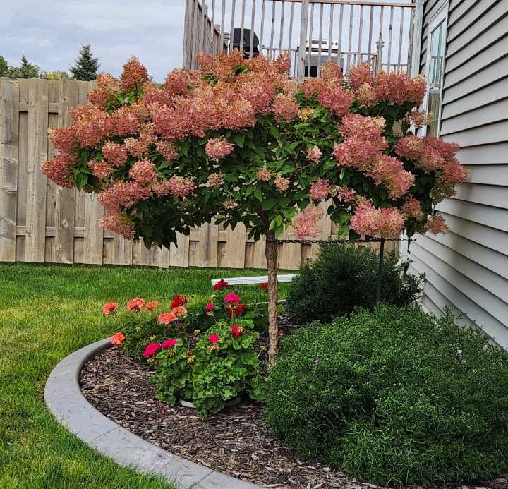 Hydrangea pruning typically best done in spring