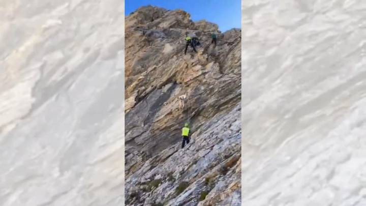 Llamativo rescate del GREIM de 20 ovejas enriscadas en Panticosa