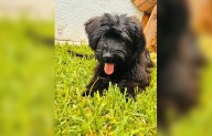 Buscan a Simona; ofrecen recompensa de 15 mil pesos