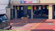 Venado de cola blanca sorprende al deambular por calles del centro de Playa del Carmen