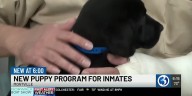 Inmates at Montville prison begin training service dogs for veterans