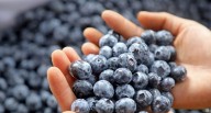 Inka’s Berries concreta primer envío de arándanos premium de fundo de Ica