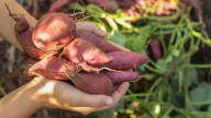 13 Easy-To-Grow Companion Plants That Belong Alongside Sweet Potatoes In The Garden