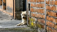 El lamentable estado de 5 perros y dos águilas en una vivienda okupada de Santa Cruz de Tenerife: "Les dábamos de comer por debajo de la puerta"