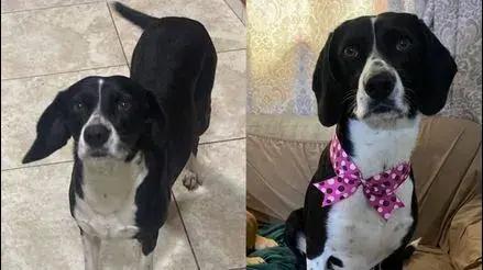 San Juan de Miraflores: buscan a perrita Sol que desapareció hace una semana