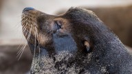 $20,000 reward offered after man seen decapitating dead sea lion in Monterey County