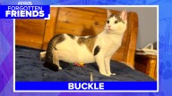 Buckle's Journey: From Paralyzed to Playful Survivor