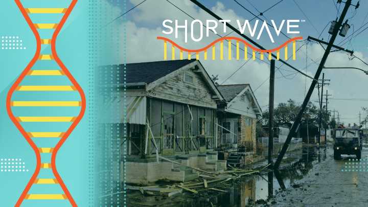 20 years after Katrina, scientists study growth after trauma : Short Wave : NPR