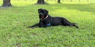 Levy County Pets: Izzy, Tipp, and Millie