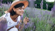 Read This Before Trying To Grow Lavender In Shady Areas