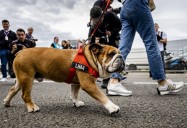 Tributes Pour In From F1 After Lewis Hamilton’s Dog Roscoe Dies