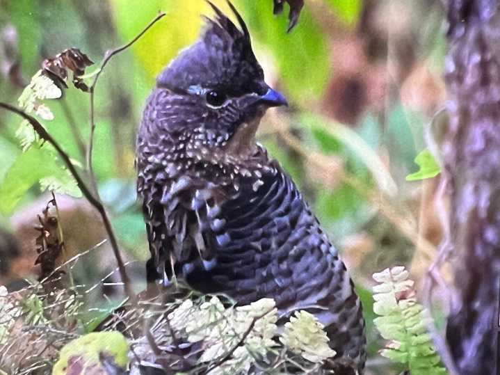 Ruffed grouse prospects offer cause for optimism in northwest Minnesota