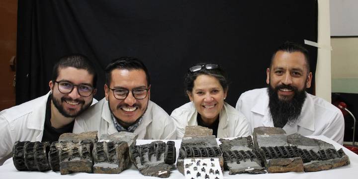 Descubren fósiles de un tiburón prehistórico de hace 114 millones de años en Villa de Leyva, es uno de los mejores ejemplares