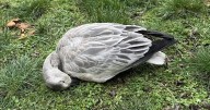 Confirmed cases of Avian Flu in Oliver
