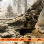 Grove of giant sequoia trees burns in California’s Sierra National Forest