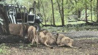Thai zookeeper, 58, described as a 'kind man' eaten alive by pack of lions in front of horrified tourists at Safari World Bangkok