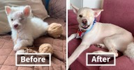 “The Rescue Dog That Rescued Me”: 80 Dog Photos Before And After Adoption That Have Healing Power (New Pics)