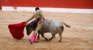Un fallo histórico: la Corte Constitucional le cierra la puerta a la tauromaquia