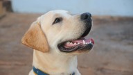 Una empresaria, a favor de dar permisos por la muerte de una mascota: "Es una tristeza paralizante"
