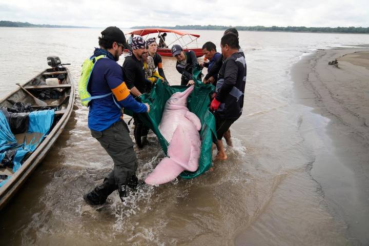 La tarea a contrarreloj de medir el mercurio en los delfines rosas del Amazonas