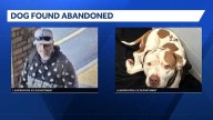 Dog found injured, abandoned in Lebanon; police investigating