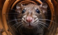 Alerta en Santa Fe por leptospirosis: es la segunda provincia con más casos
