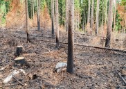 La ciencia sugiere que la clave para prevenir grandes incendios forestales es integrar el fuego controlado y el pastoreo