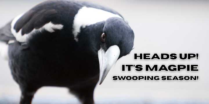 Heads Up! It’s Magpie Swooping Season!