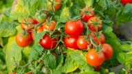 Grow The Best Tomato Plants With This Easy Hack Hiding In Your Medicine Cabinet