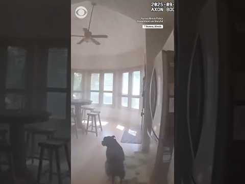 Dog leads police officer to his leash during rescue in Illinois #shorts