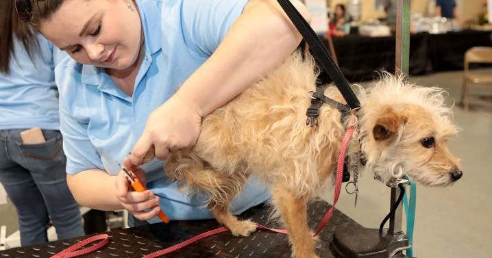 Whether DIY or left to a pro, keeping pet's nails trimmed is important to health. Use these tips