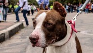 Idpyba abrió 10.000 cupos para esterilizaciones gratuitas durante octubre en Bogotá