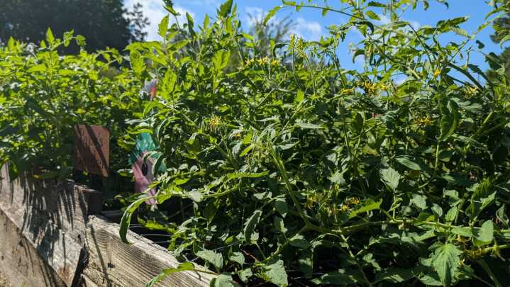 Tips For Growing A Late-Summer Garden For Fall Harvest