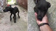 Missouri Rescuers Find Starving Puppy In Alleyway And Are Heartbroken By His Condition