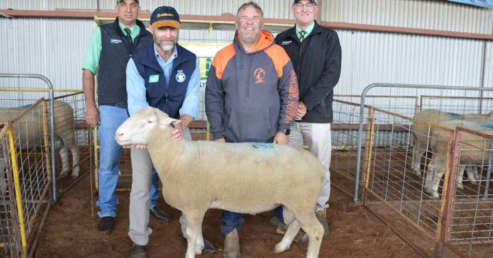Ashbank ram sale 2025 results, clearance, top price, averages