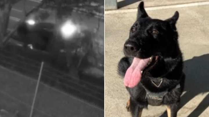 Police dog Rocco thrown from vehicle in freeway crash
