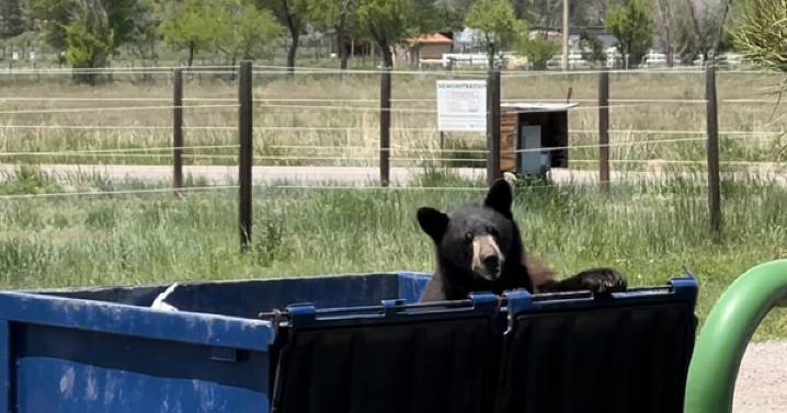 CPW reminds residents to lock up trash and food as bear activity picks up