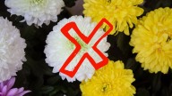 Ni lengua de suegra ni suculentas: las 3 plantas resistentes a los vientos fuertes, ideales para tu balcón