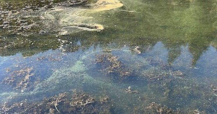 Health advisory issued for Black Lake due to toxic algae bloom
