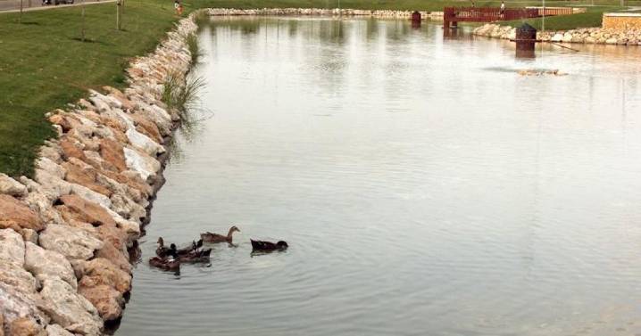 Se detecta gripe aviar en patos del lago de Valdeluz de Yebes y la Junta activa el protocolo de sanidad animal
