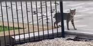 A pounce of bobcats spotted on Manasota Key