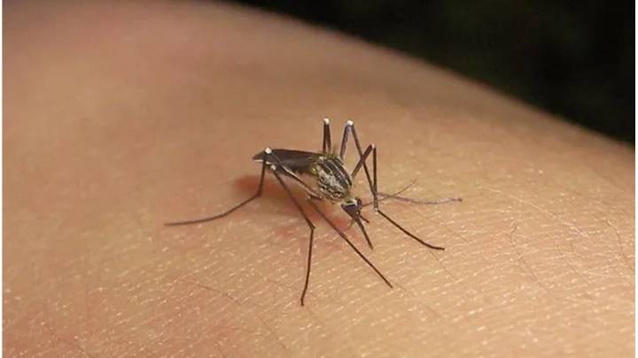 Volvieron los mosquitos a Santa Fe: especialistas advirtieron las causas y destacaron que no hay presencia de Aedes Aegypti