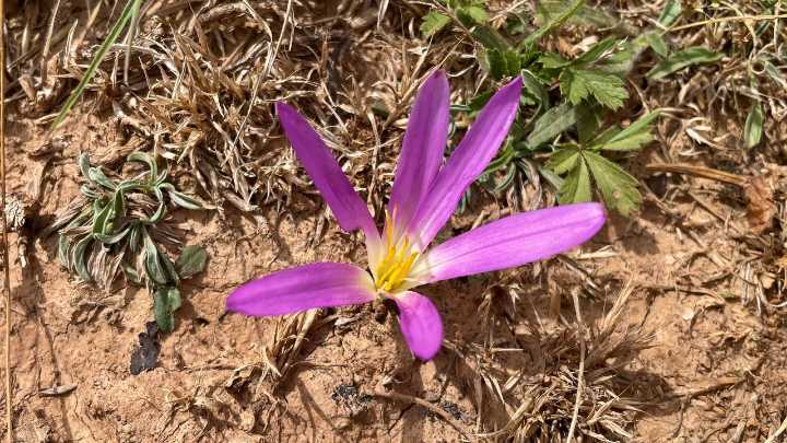 La única flor que ha vuelto a salir en las tierras calcinadas por los incendios