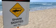 Shark spotted off South Oahu shore