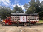 Contundencia contra el abigeato: Ejército respalda a los gananderos en el Departamento del Meta
