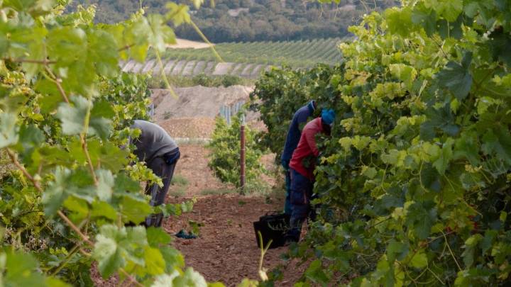 La DO Ribera de Duero adelanta la vendimia: "Tiene buena pinta"