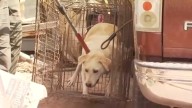 10 aggressive dogs captured in Merced County, officials say