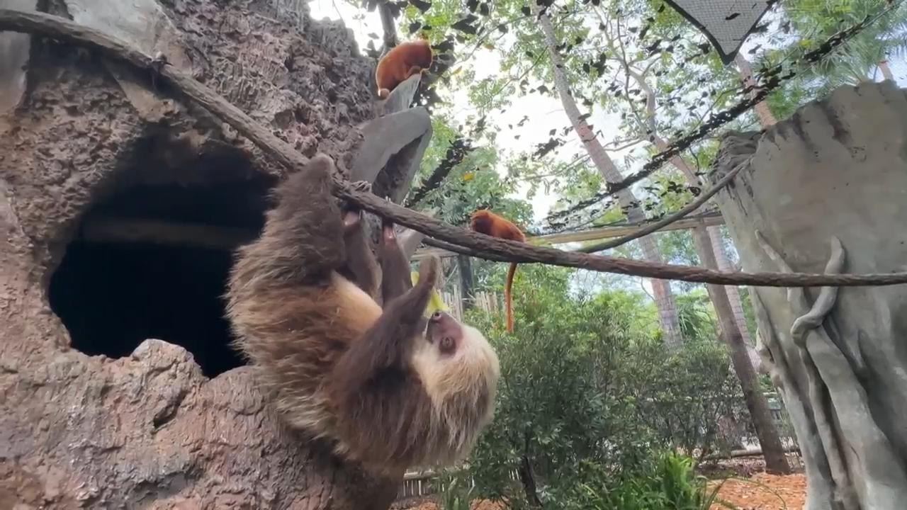 Golden lion tamarins and sloths become unlikely roommates at Palm Beach Zoo
