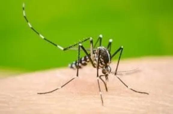 Posadas lanza una capacitación docente sobre Aedes aegypti y prevención del dengue
