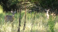 Pennsylvania Game Commission seeks public’s help tracking fatal deer disease